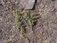 Artemisia spinescens
