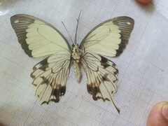 Papilio dardanus dardanus