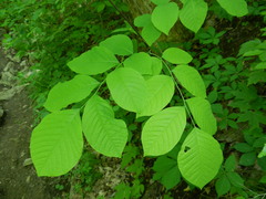 Cladrastis kentukea