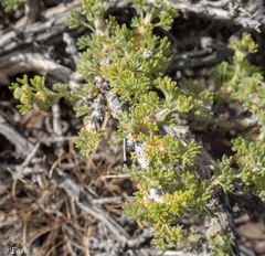 Artemisia spinescens