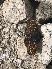 Euphydryas anicia brucei