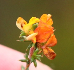 Aspalathus crassisepala