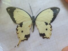 Papilio dardanus dardanus