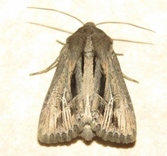 Resapamea stipata