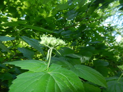 Viburnum bracteatum