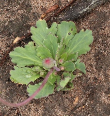 Othonna auriculifolia