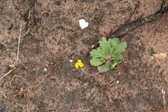 Othonna auriculifolia