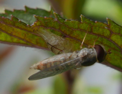 Episyrphus balteatus