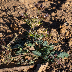 Lomatium martindalei
