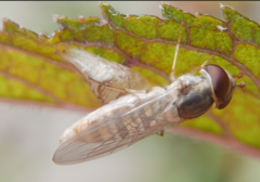 Episyrphus balteatus