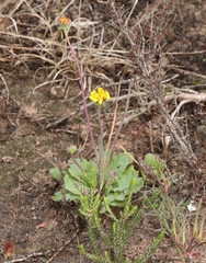 Othonna auriculifolia