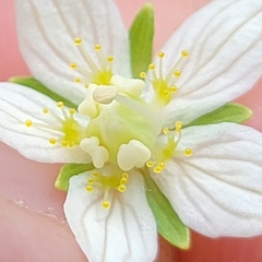 Parnassia parviflora