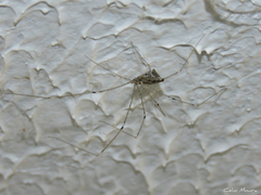 Crossopriza lyoni
