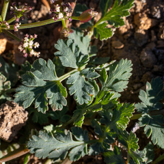 Lomatium martindalei