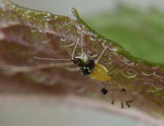 Tinocallis takachihoensis