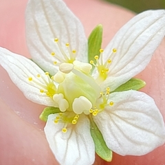 Parnassia parviflora