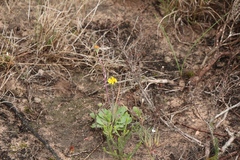 Othonna auriculifolia