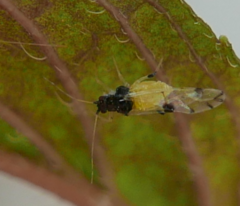 Tinocallis takachihoensis