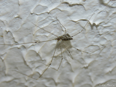 Crossopriza lyoni