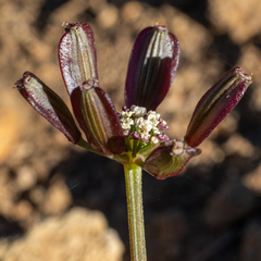 Lomatium martindalei