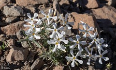 Phlox stansburyi