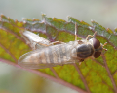 Episyrphus balteatus