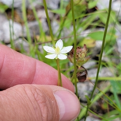 Parnassia parviflora