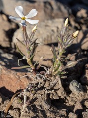 Phlox stansburyi