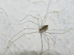 Crossopriza lyoni