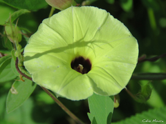 Ipomoea longeramosa