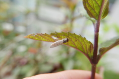 Episyrphus balteatus