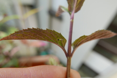 Tinocallis takachihoensis