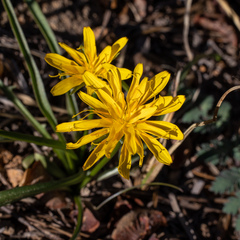 Nothocalais alpestris