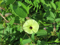 Ipomoea longeramosa