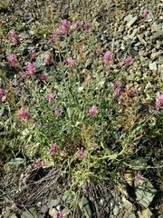 Centranthus longiflorus