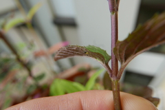 Tinocallis takachihoensis