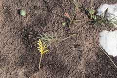 Pelargonium dipetalum