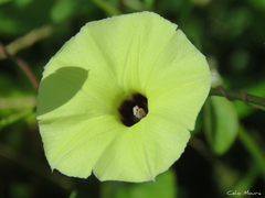 Ipomoea longeramosa