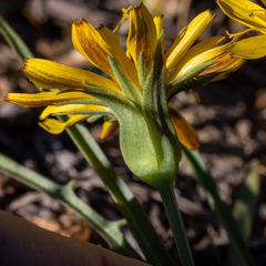 Nothocalais alpestris