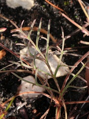Pelargonium dipetalum