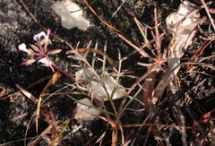 Pelargonium dipetalum