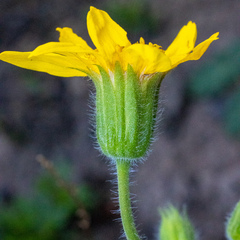 Arnica nevadensis
