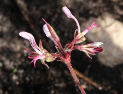 Pelargonium dipetalum