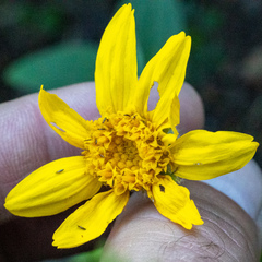 Arnica nevadensis