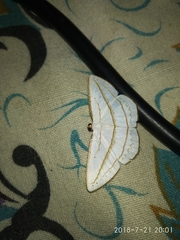 Orthocabera ocernaria