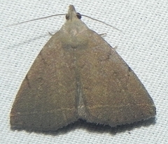 Zanclognatha martha