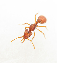 Strumigenys louisianae