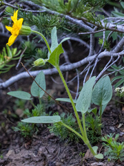 Arnica nevadensis