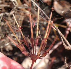 Pelargonium dipetalum