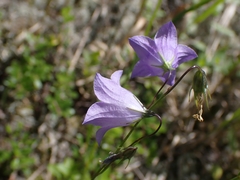 Campanula petiolata